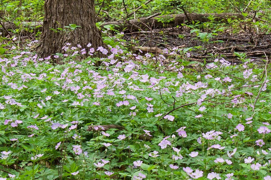 Pink Flowers