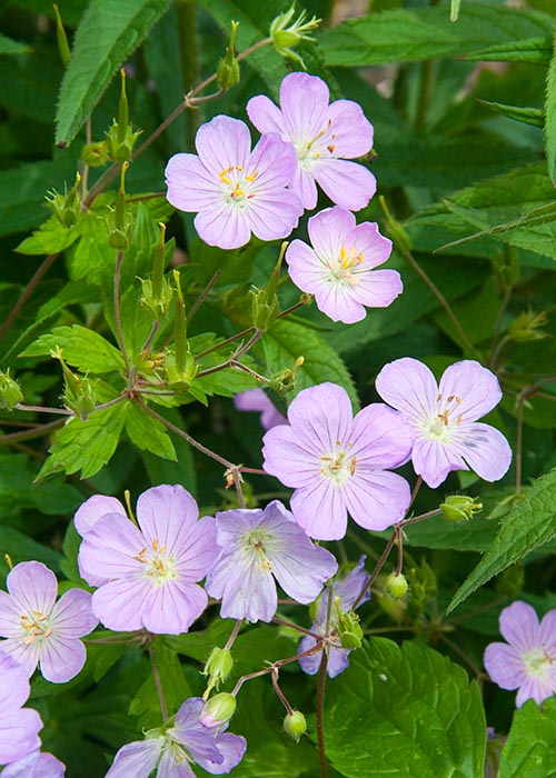 Wild Cranesbill