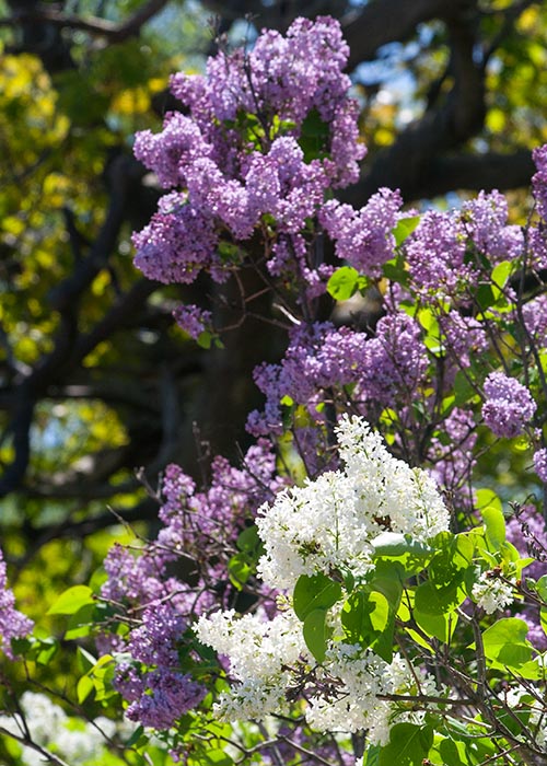 Lilacs