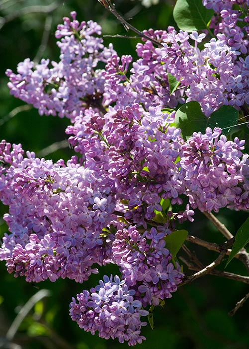 Lilacs