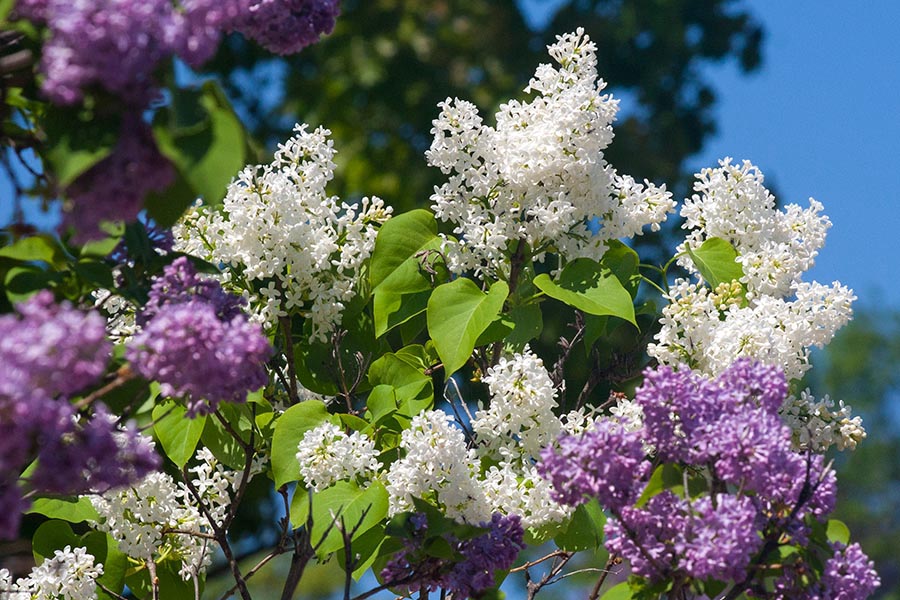 White Lilacs