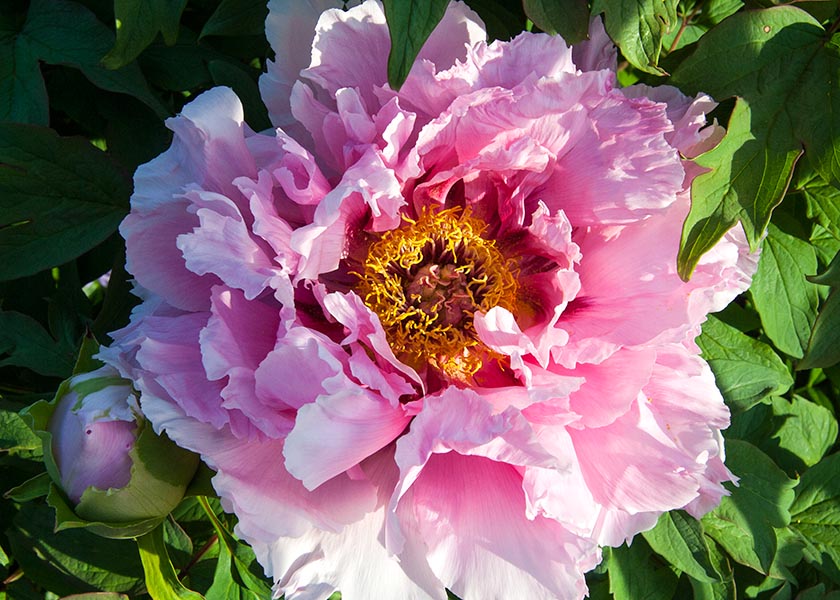 Another Peony in the Evening Sun