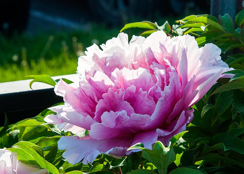 Backlit Peony in the Evening Sun
