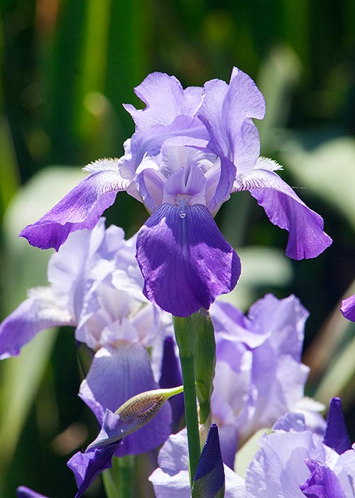Blue Iris  