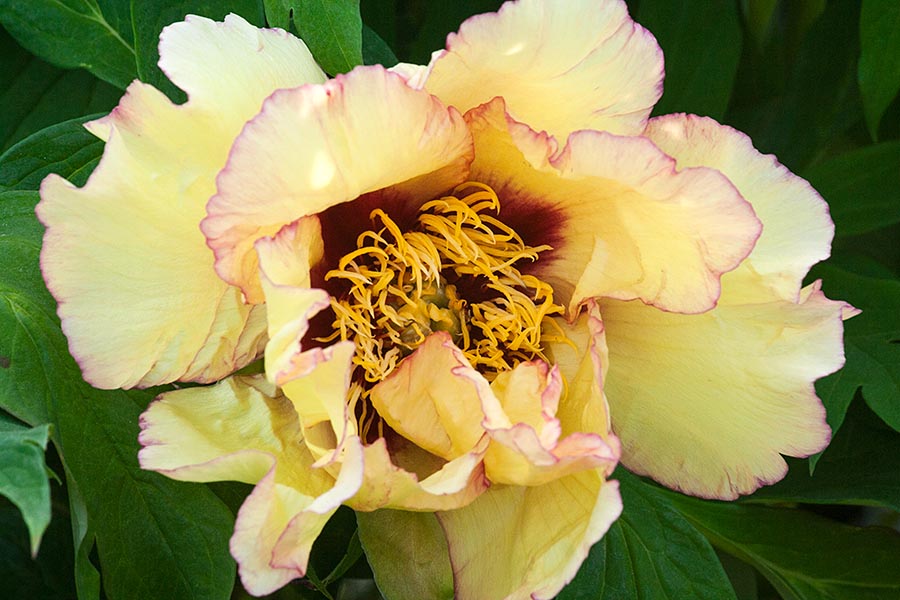 Another Yellow Peony