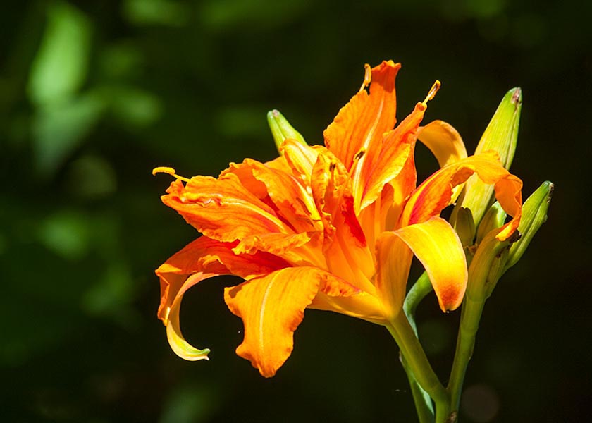 Double Orange Day Lily