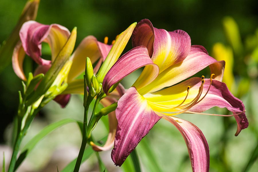 Spider Day Lilies