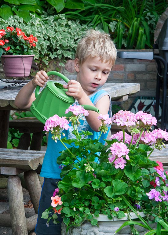 Watering the Geraniums
