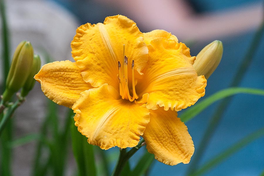 Golden Day Lily