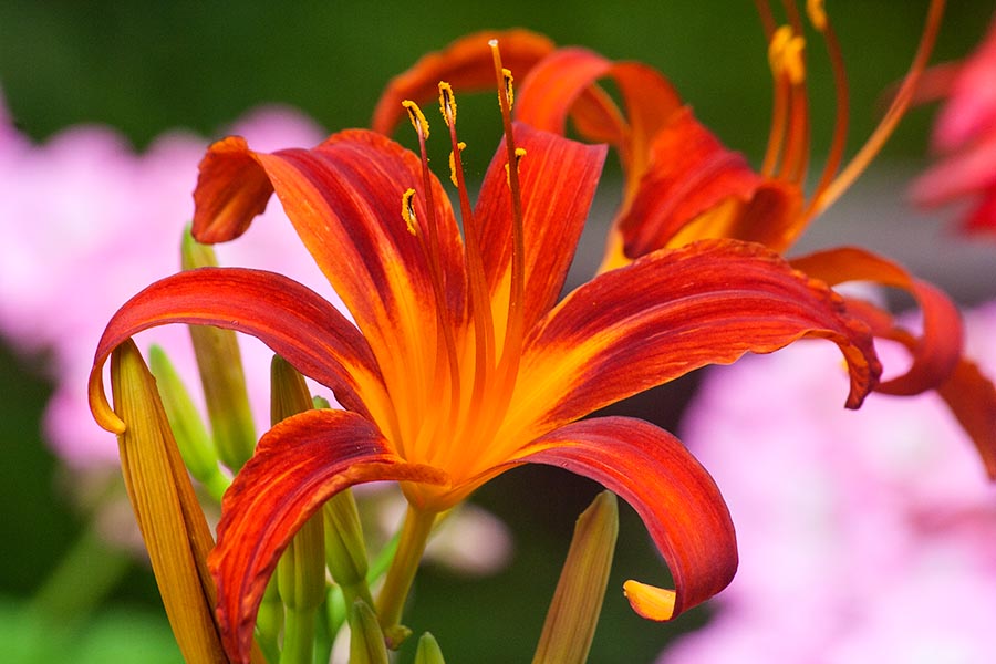Red Day Lilies