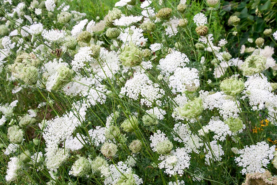 Queen Anne's Lace Everywhere