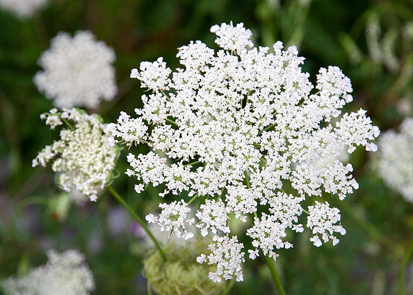 Lacy Flower