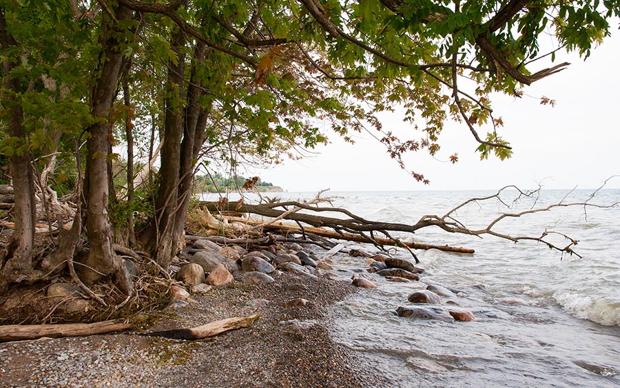 Rocks and Trees