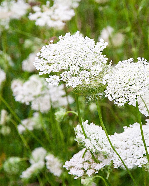 More Queen Anne's Lace