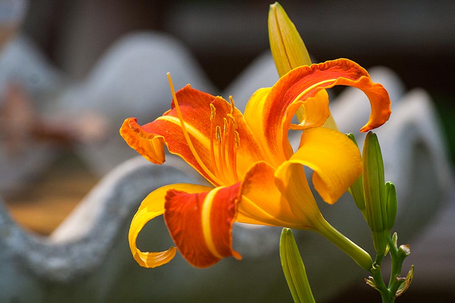 Striped Day Lily