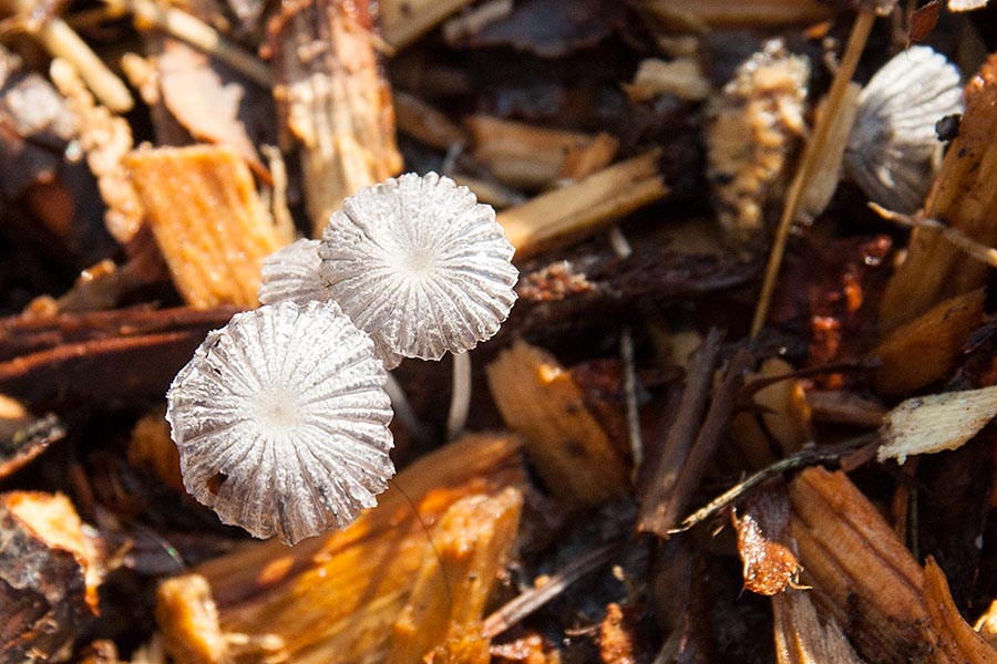Beauty among the Wood Chips