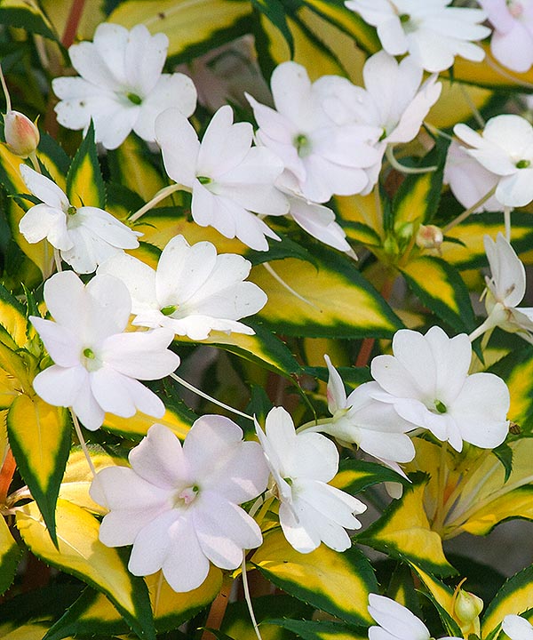 White Impatiens