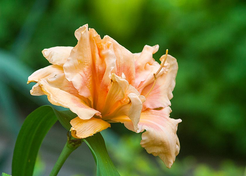 Double Peach Day Lily