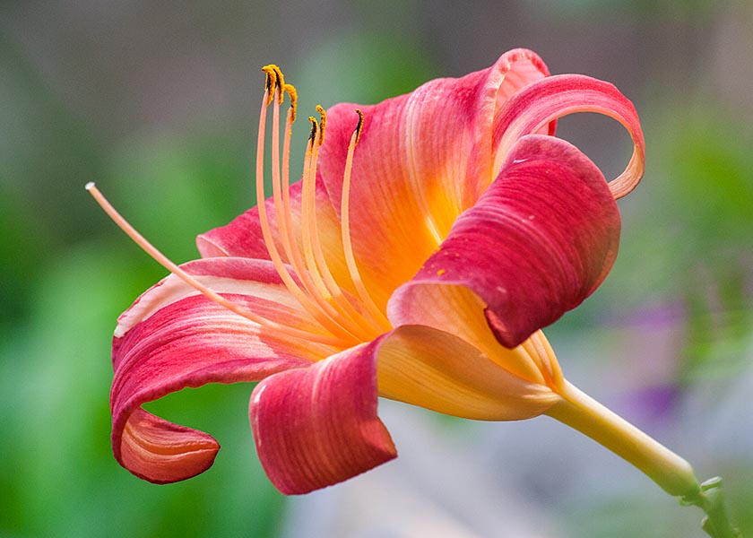 Red Day Lily