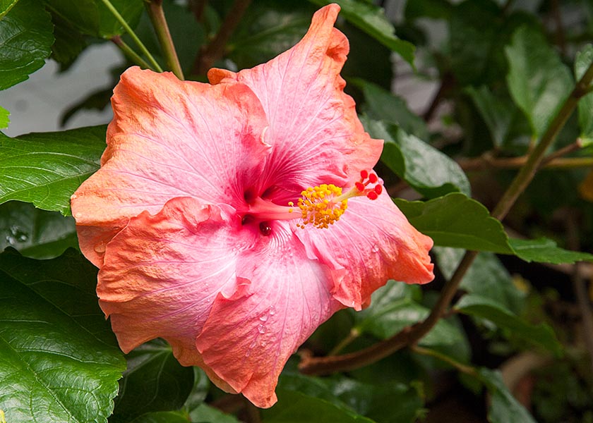 the First Hibiscus
