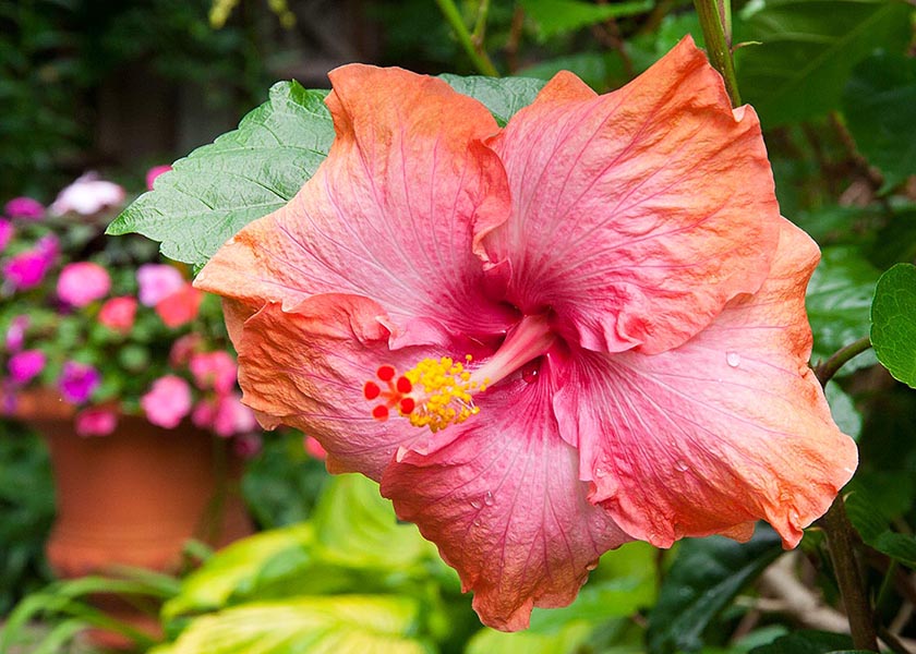 Northern Lights Hibiscus