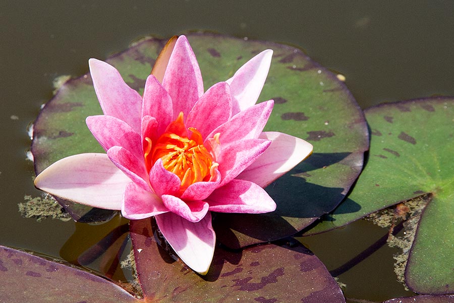 Pink Water Lily