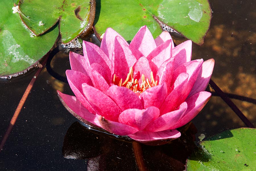 Darker Pink Water Lily