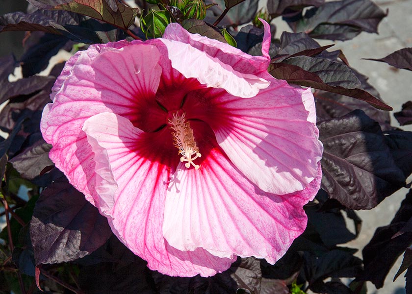 Perennial Garden Hibiscus