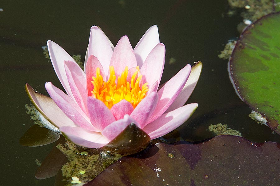 Pale Pink Water Lily