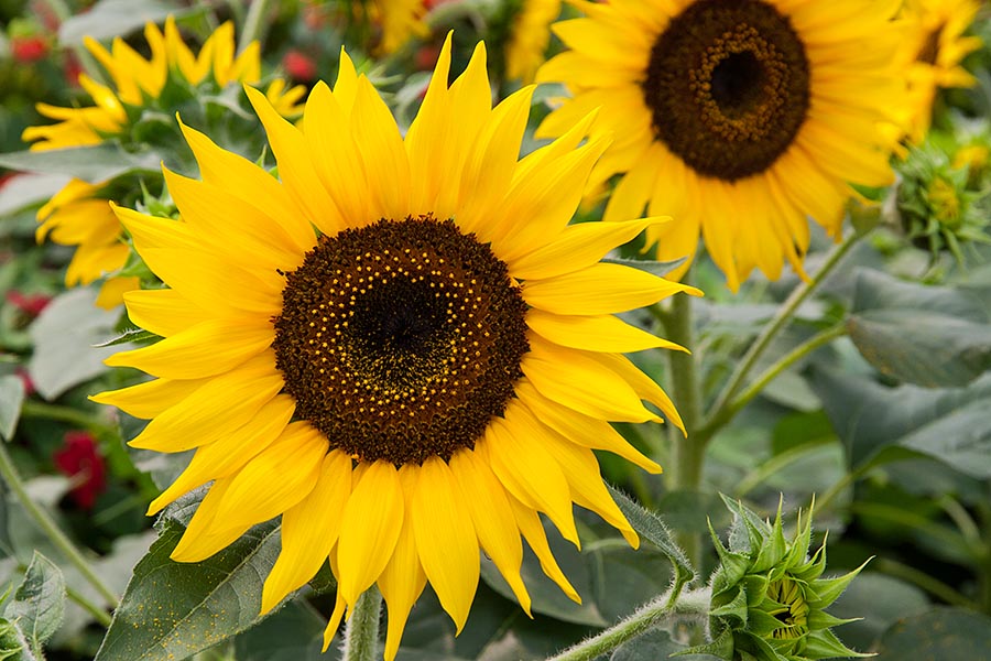 Sunflowers