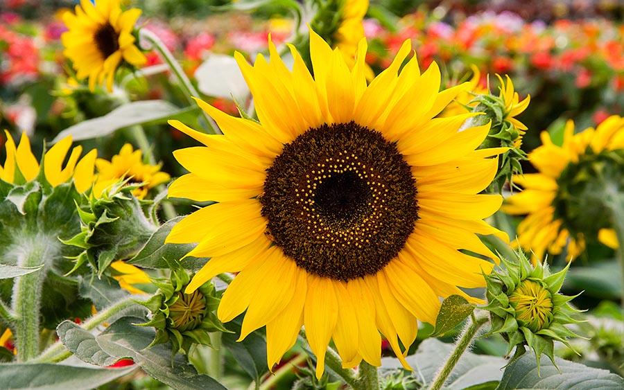 More Sunflowers