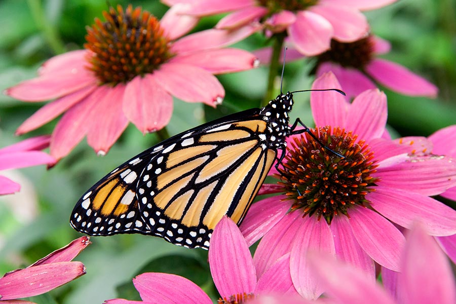 Monarch Butterfly
