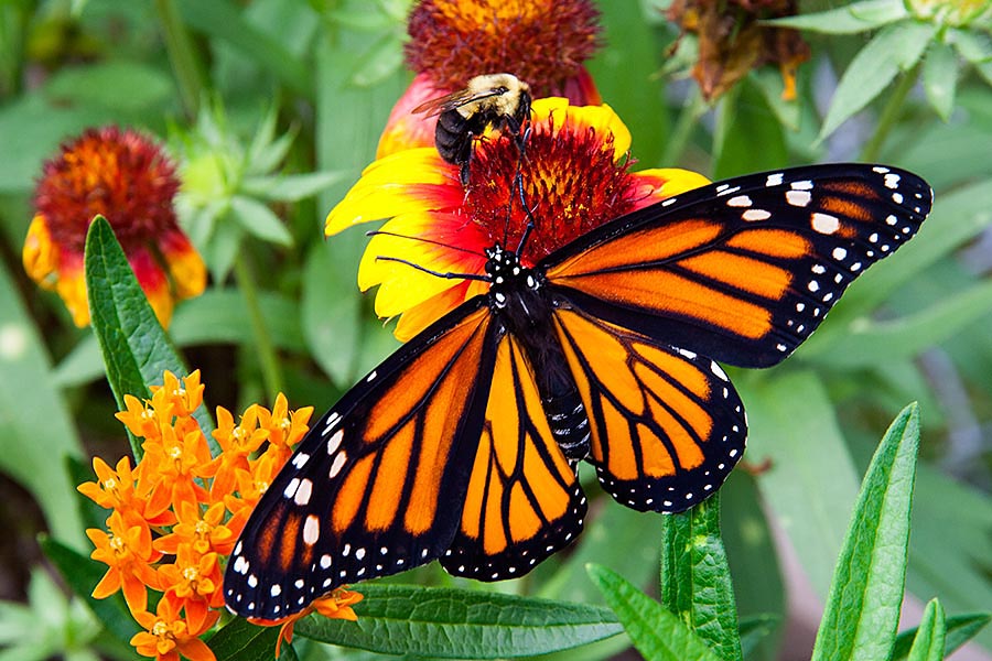 Bee and Butterfly