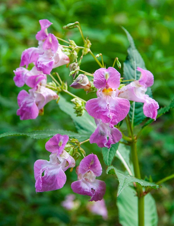 Himalayan Balsam