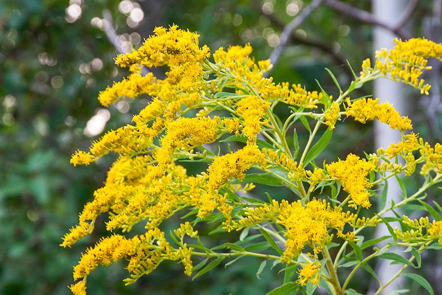 Goldenrod