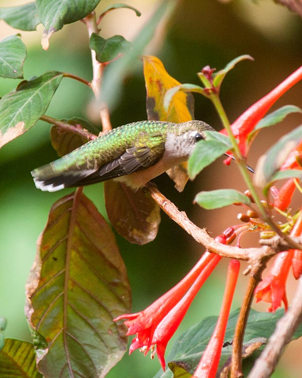 Peek-a-Boo Hummingbird