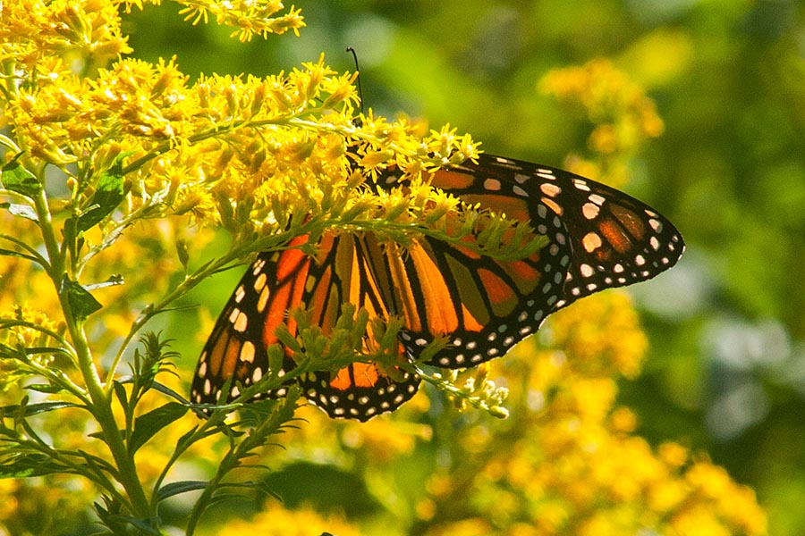 On the Goldenrod