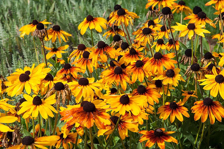 Gloriosa Daisies