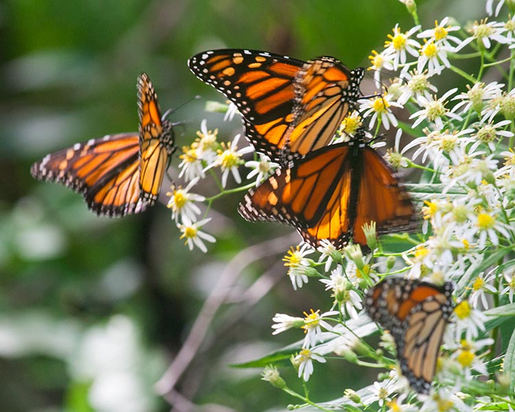 Lots of Butterflies