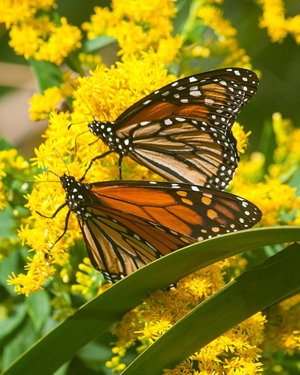 On the Goldenrod