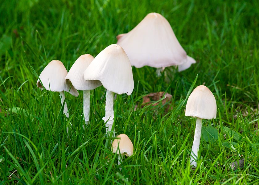 Mushrooms in the Grass