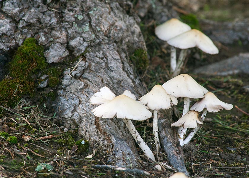 Mushrooms on a Root