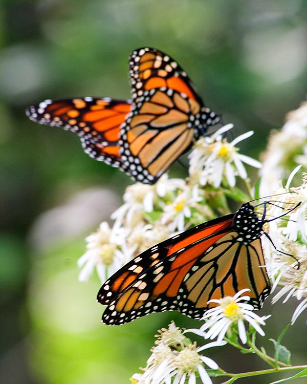 More Monarchs