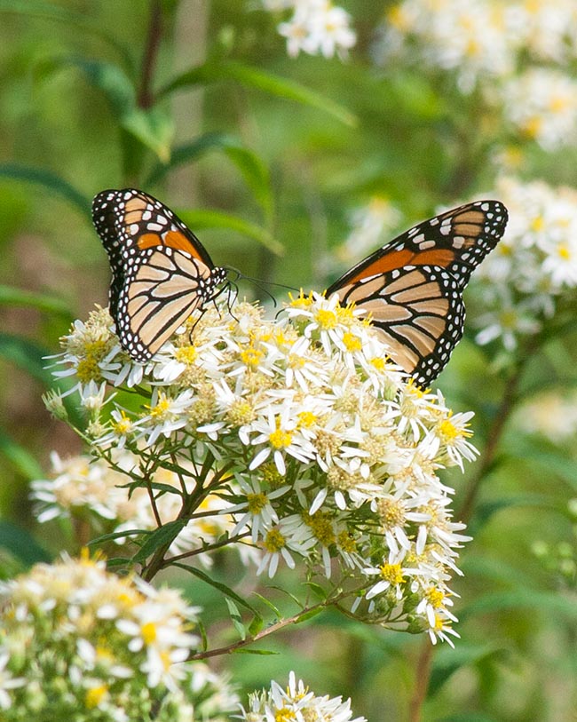 Pair on an Aster