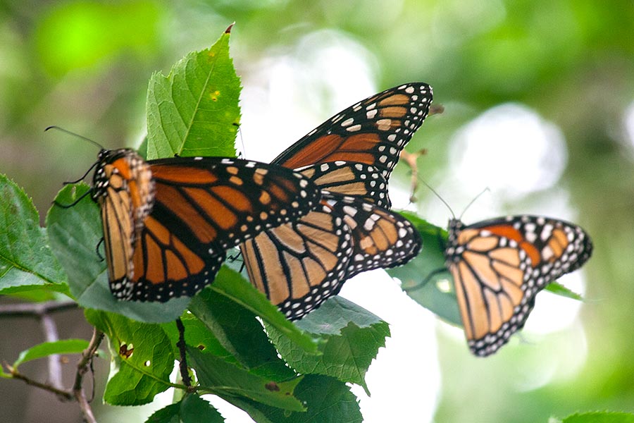 Butterflies in a Tree