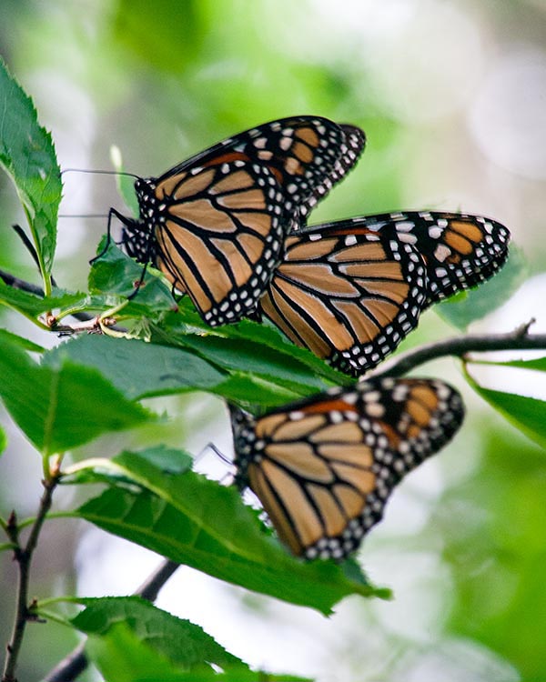 More Monarchs in a Tree