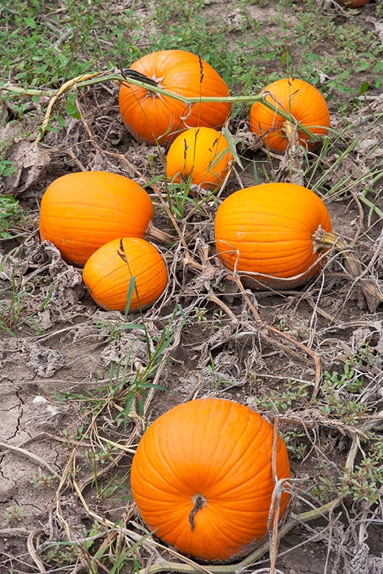 Pumpkins in the Field