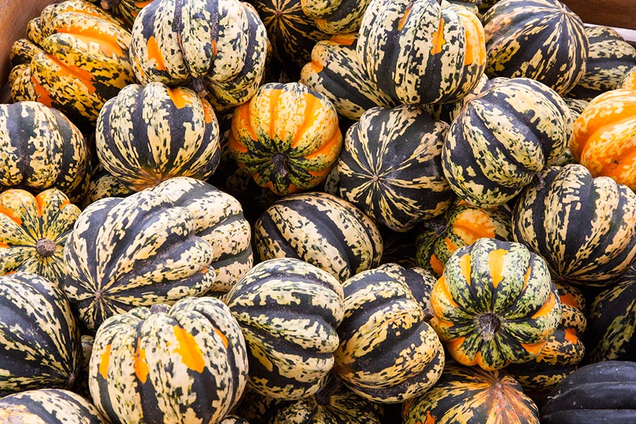 Colourful Gourds