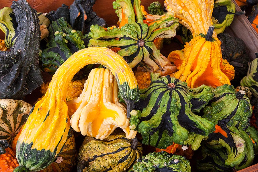 Warty Gourds