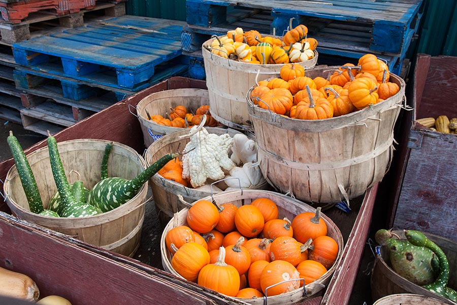 Gourds at Stroud's